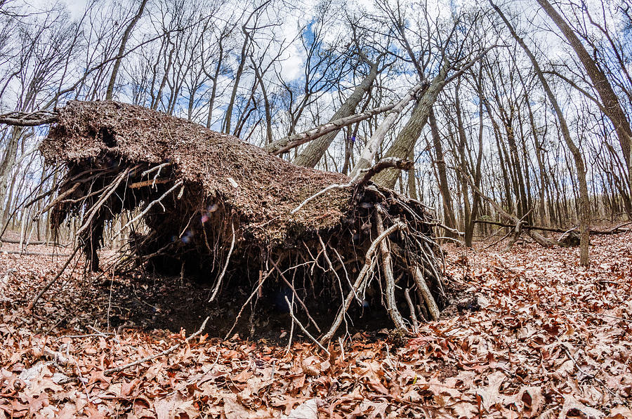 Uprooted in fall Photograph by SAURAVphoto Online Store
