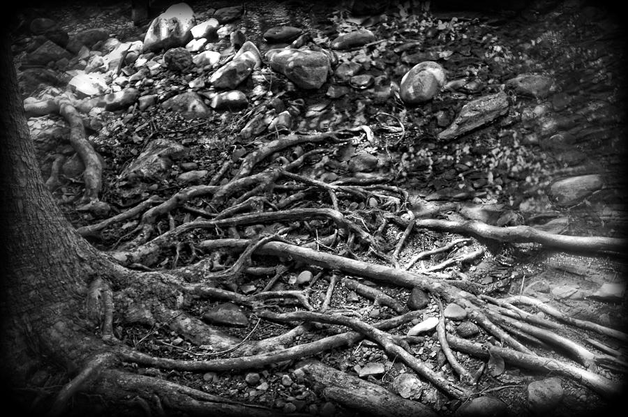 Uprooted Photograph