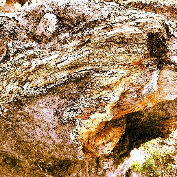 Uprooted Tree Stump Photograph by Kendra Lipscomb