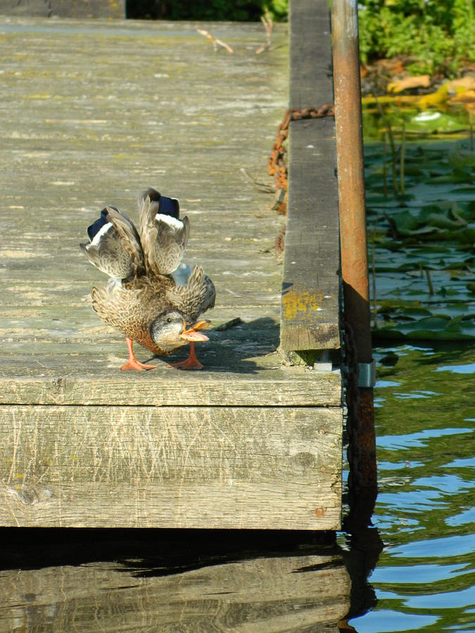Duck Photograph - Upset Mallard on the Dock by Nicki Bennett