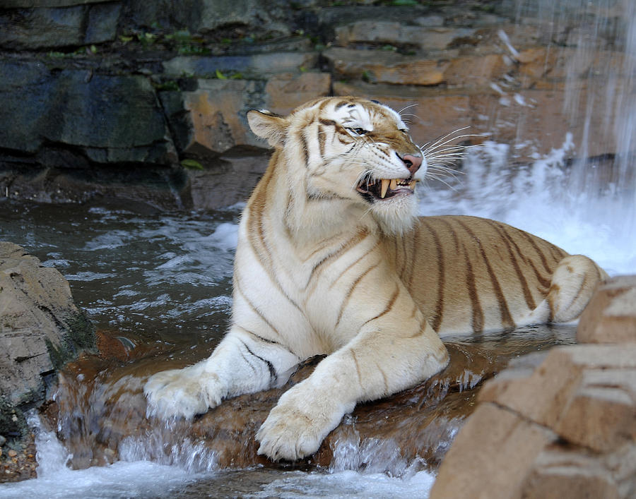 Upset Tigress Photograph by Keith Lovejoy