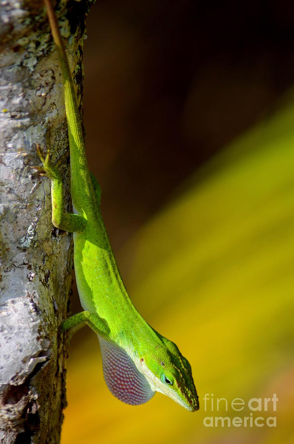 Reptile Photograph - Upside-Down Anole by Mary Deal