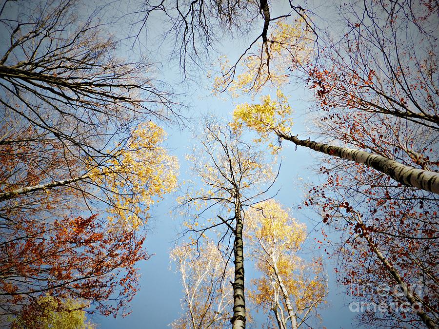 Upside down autumn Photograph by Amalia Suruceanu