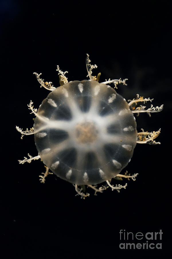 Upside-down Jellyfish Japan Photograph by Hiroya Minakuchi