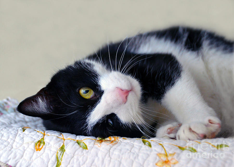 Upside Down Tuxedo Cat Photograph