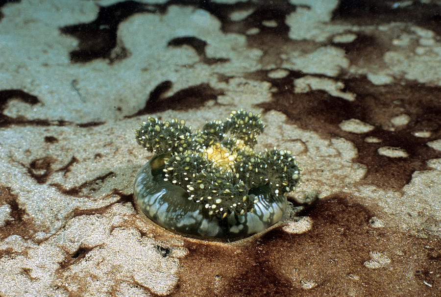 Jellyfish Photograph - Upsidedown Jelly by Andrew J. Martinez