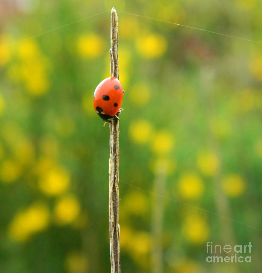 Upsidedown Ladybug Photograph by Gallery Of Hope 
