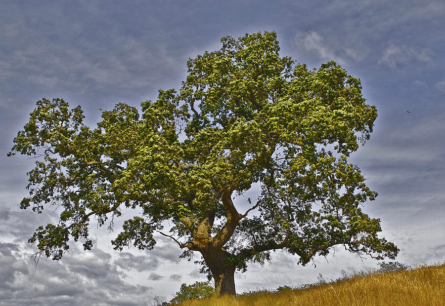 Upstanding Tree Photograph by SC Heffner