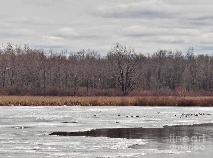 Upstate New York Early Spring Photograph by Judy Via-Wolff