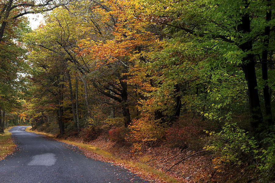 Nature Photograph - Upstate New York Fall Colors by Samko Sam
