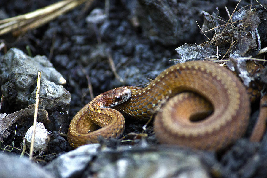 Upstate NY Snake Photograph by Samko Sam - Pixels