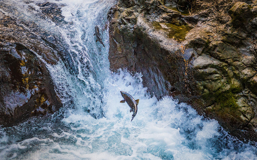 Upstream Salmon Photograph by Image by David Gregg