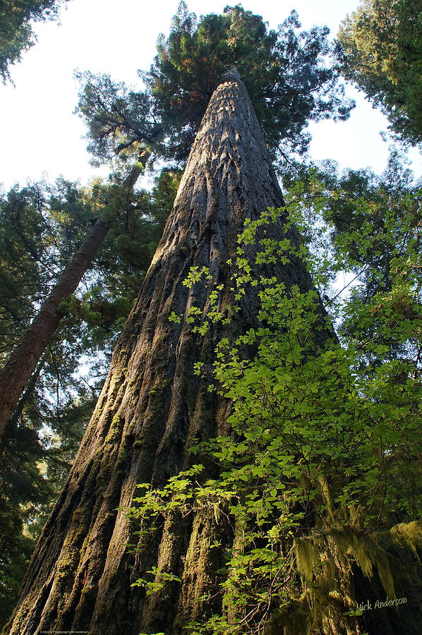 Upward in a Redwood Forest Photograph by Mick Anderson