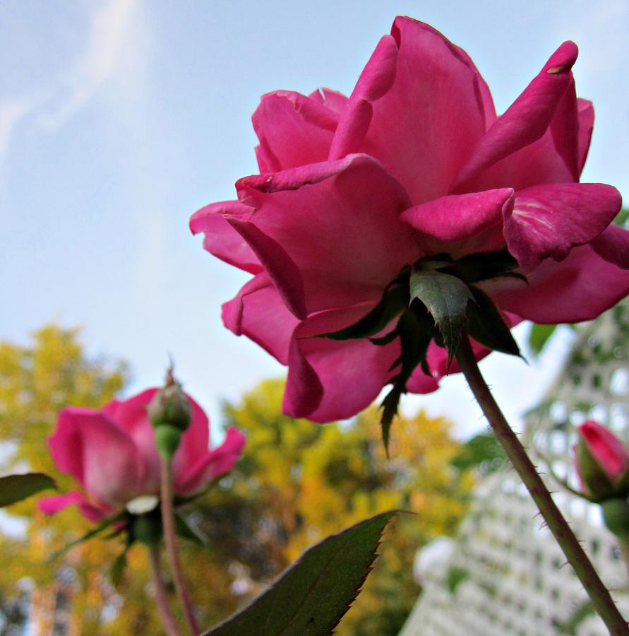 Rose Photograph - Upward Roses by MTBobbins Photography