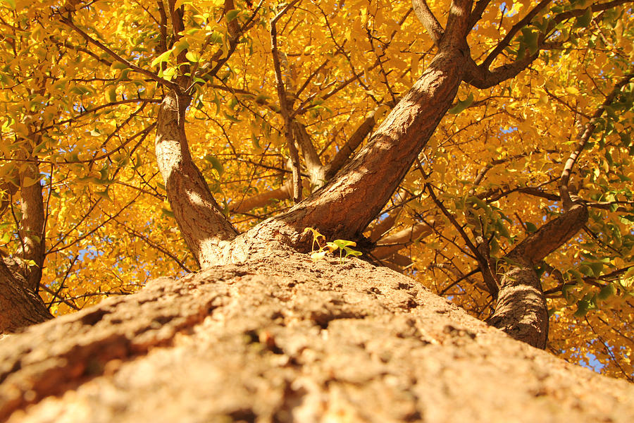 Upwards Photograph by Cathy Donohoue Upwards Photograph by Cathy Donohoue