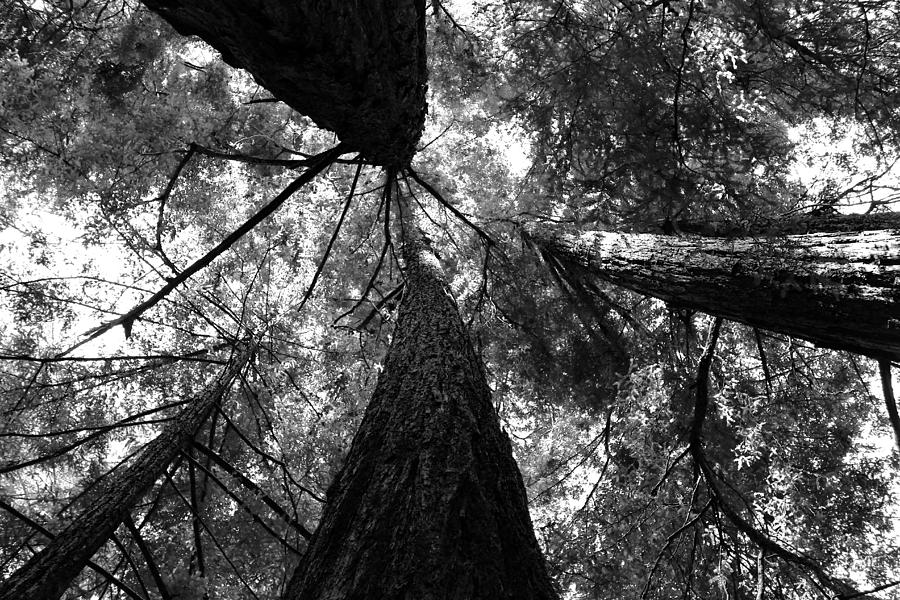 Black And White Photograph - Upwards Redwoods BW by Collin Enstad