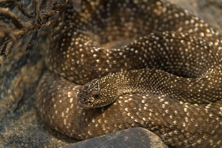 Uracoan Rattlesnake Photograph by Mark Newman