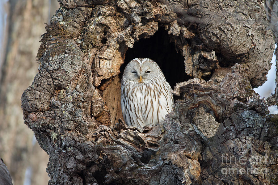 Ural Owl in Japan Photograph by Natural Focal Point Photography