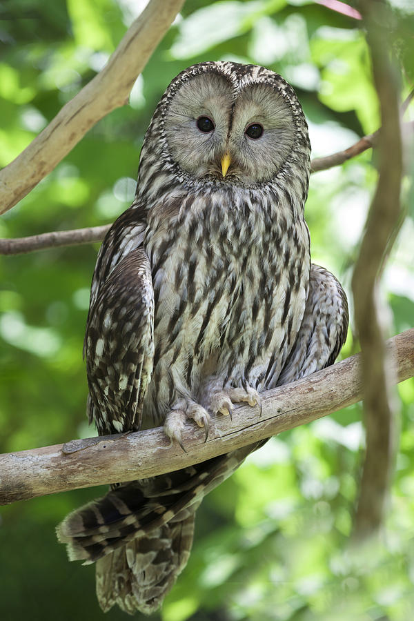Ural Owl -Strix uralensis-, Neuschoenau outdoor animal enclosure, Bavarian Forest, Bavaria, Germany, Europe Photograph by Stefan Arendt