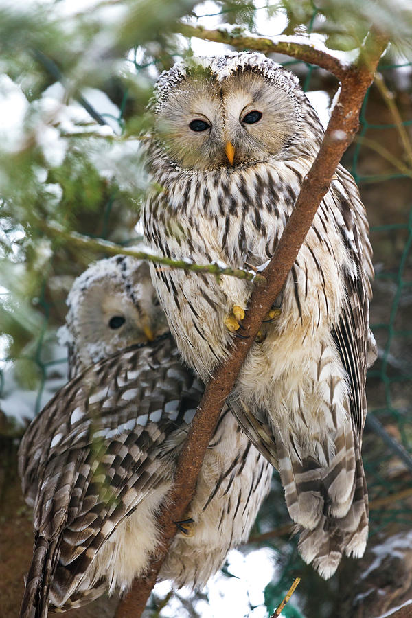 Ural Owl Strix Uralensis, Finland Photograph by Peter Adams