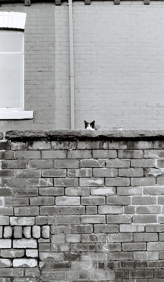Curiosity Of The Cat Photograph by Shaun Higson