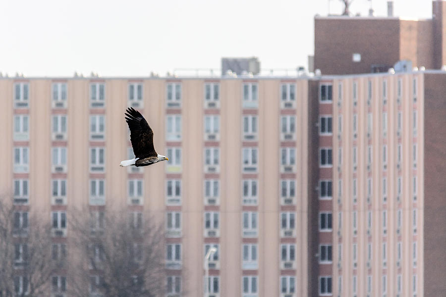 Urban Eagle Photograph by Randy Scherkenbach