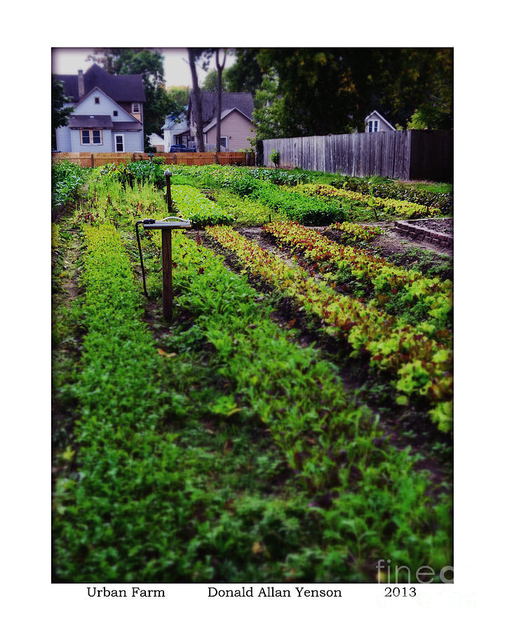Grand Rapids Photograph - Urban Farm by Donald Yenson