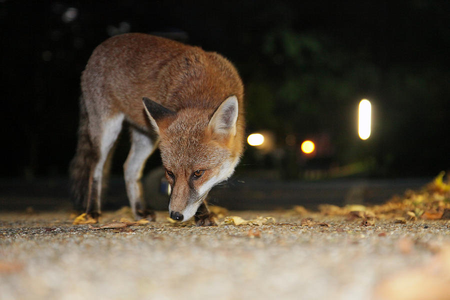 Urban Fox in Street after dark Photograph by Ian Wade Photography