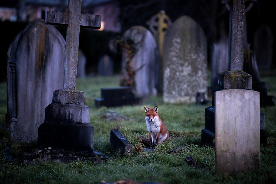 Urban Fox Numbers Continue To Rise Photograph by Matt Cardy