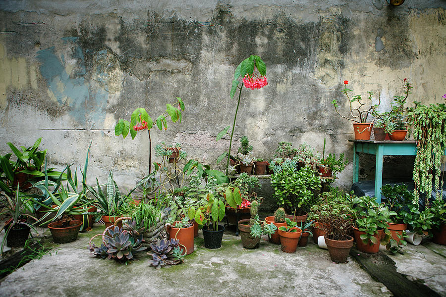 Urban Garden Photograph by Just One Film