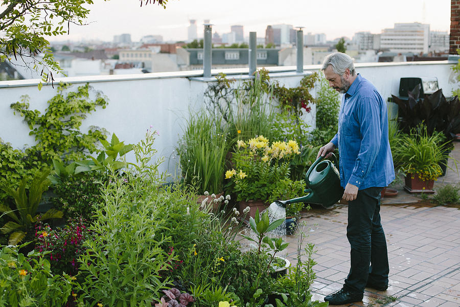 Urban Gardening: Man Pours His Plants On Roof Garden Photograph by Fotografixx