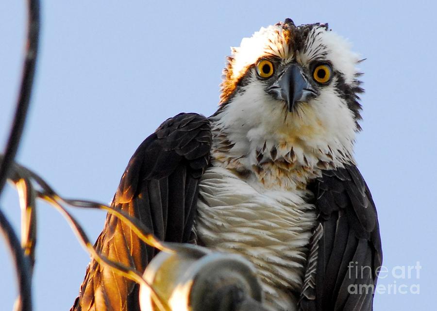 Urban Osprey Photograph by Quinn Sedam