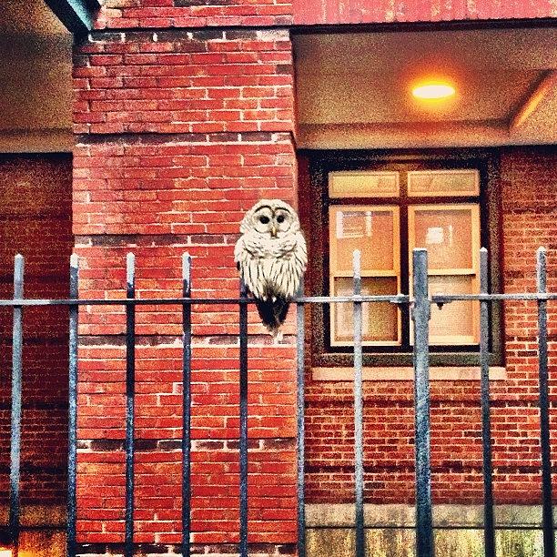 Wildlife Photograph - Urban Owl (aka Barred Owl) by Ryan Laperle