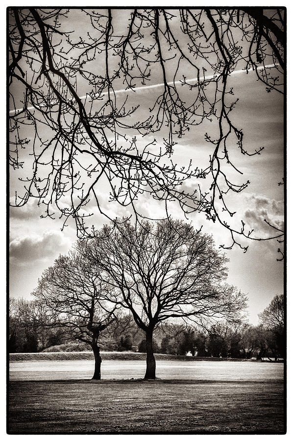 Urban Park trees Photograph by Lenny Carter