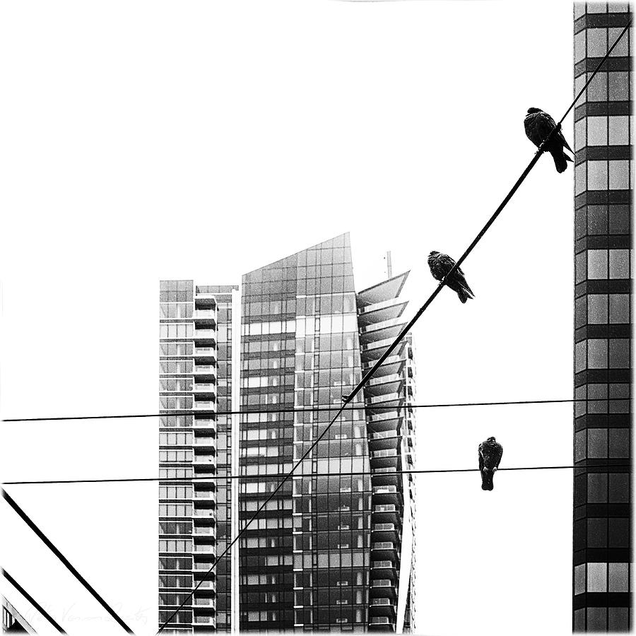 Urban Pigeons on wires Photograph by Peter V Quenter