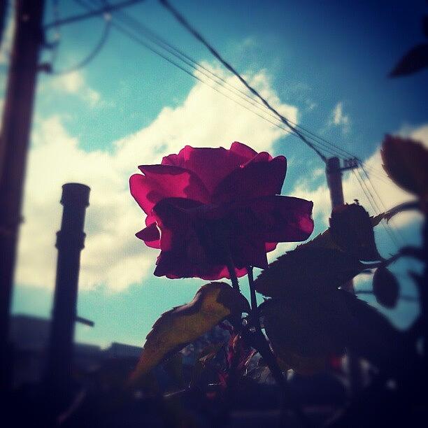 Nature Photograph - Urban Rose - #rose #rosa #plant #planta by Gabriel Masliah