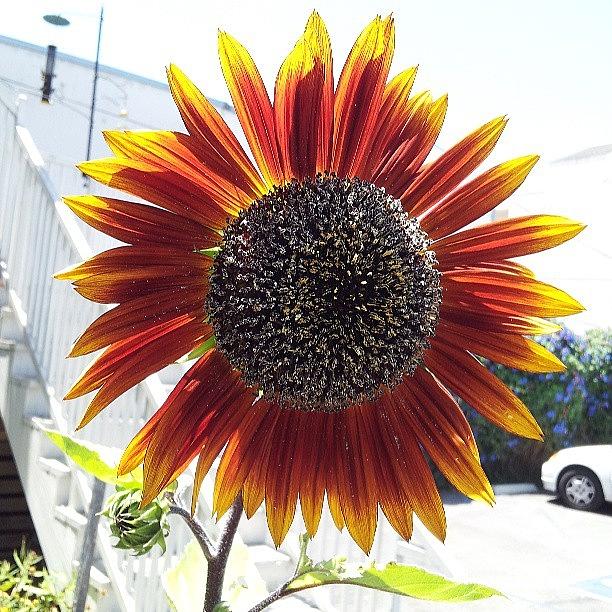 Sunflower Photograph - Urban Sunflower by Brett Dewey