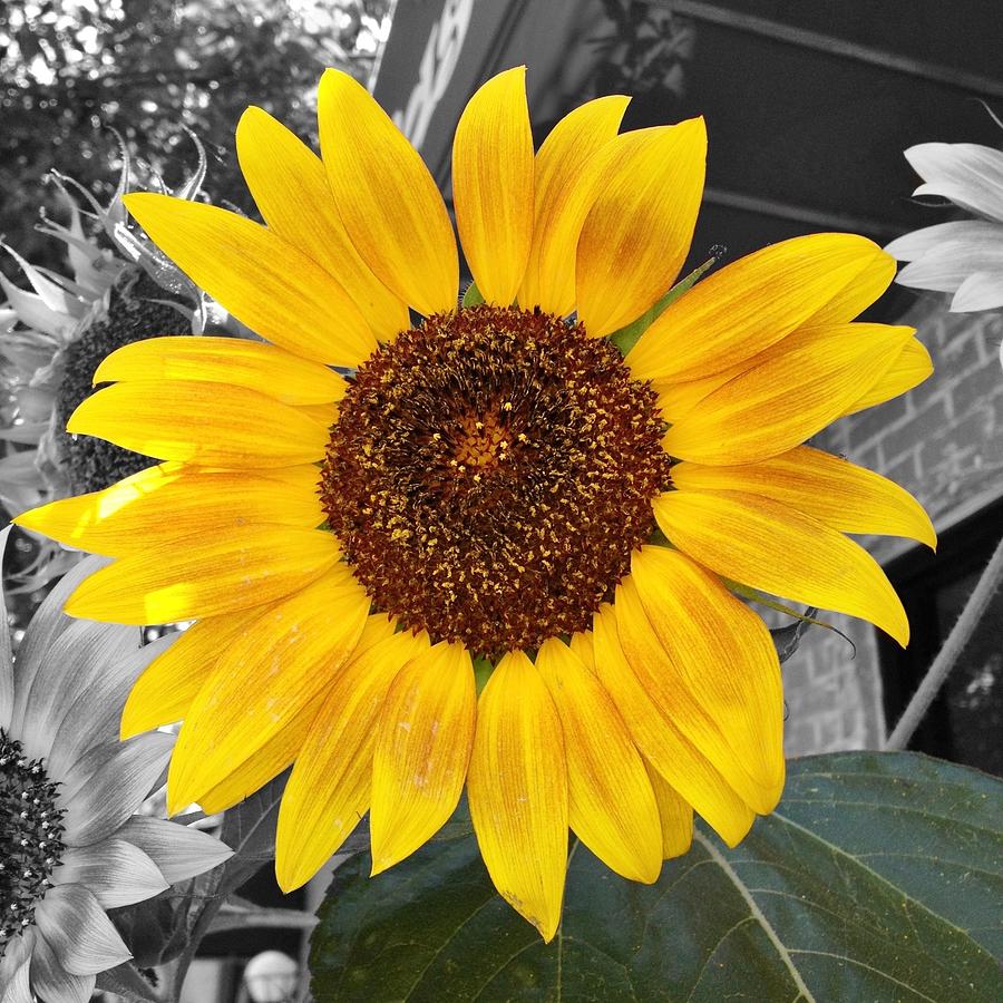 Sunflower Photograph - Urban Sunflower by Jean Goodwin Brooks