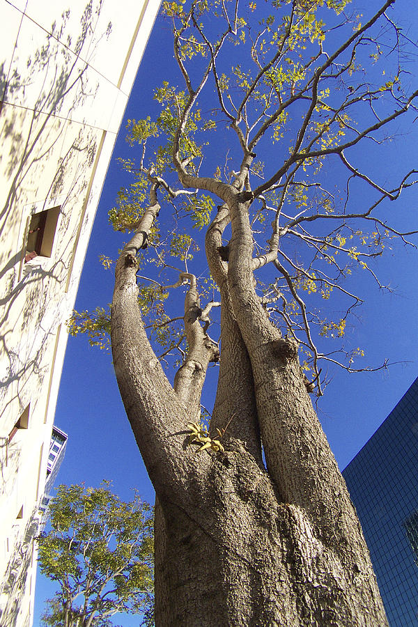Urban Trees No 1 Photograph
