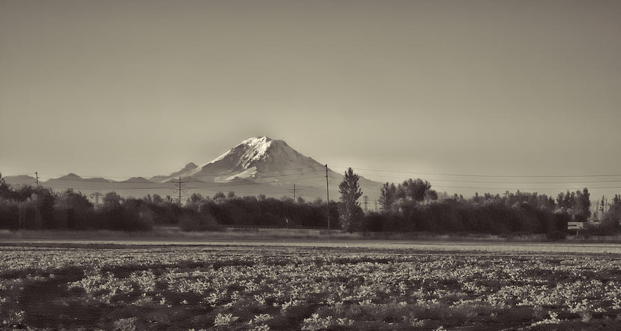 Urban view of Mount Rainier BW Photograph by Cathy Anderson