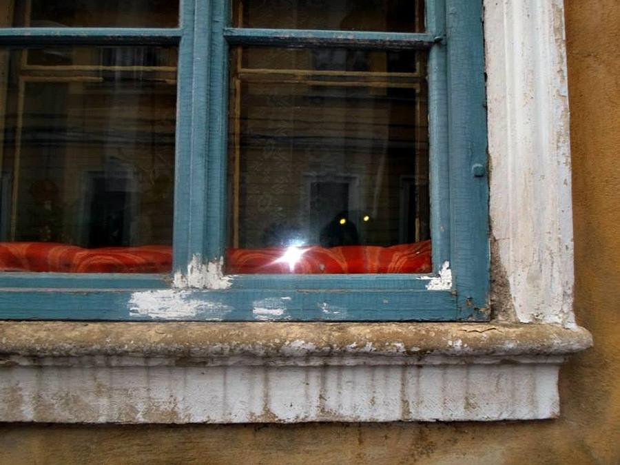 Window with cat Photograph by Daniela Nedelea