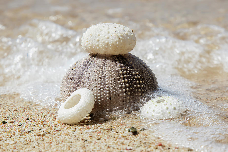 Urchin Shells On A Beach  St. Croix Photograph by Jenna Szerlag
