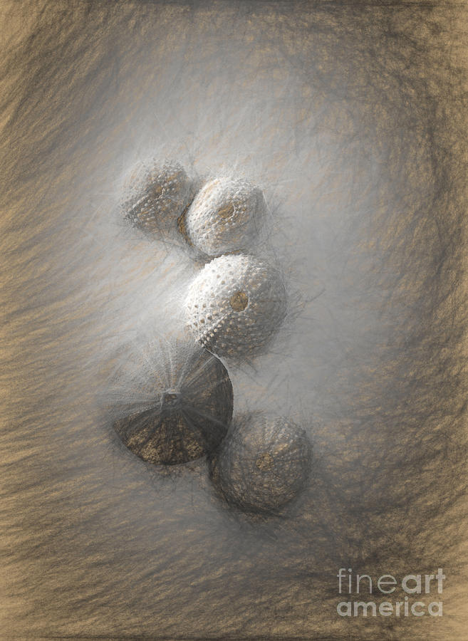 Urchins Sketch Digital Art by Linda Olsen