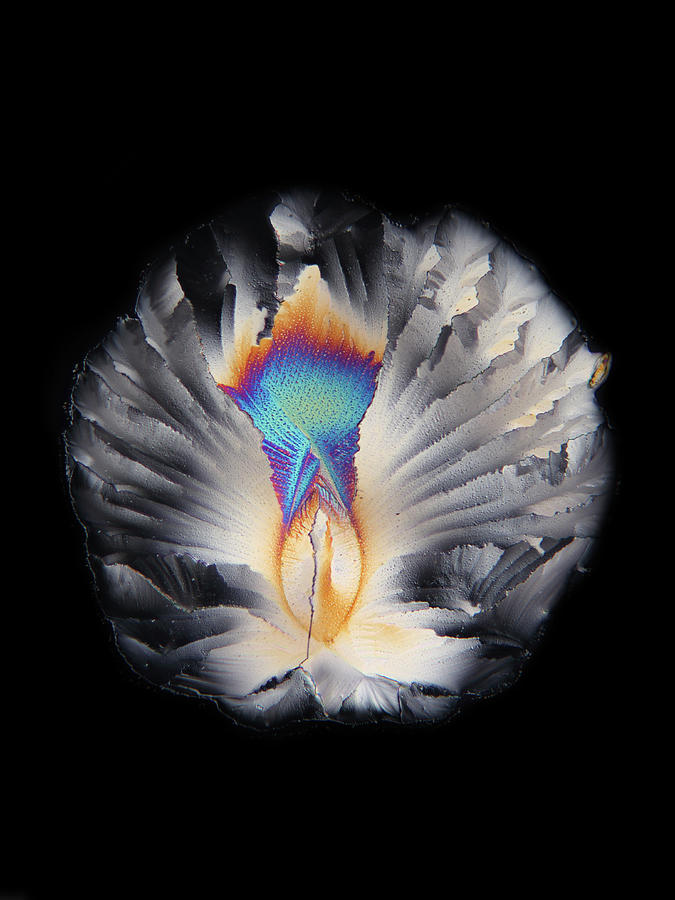 Chemical Photograph - Urea Crystal by Karl Gaff / Science Photo Library