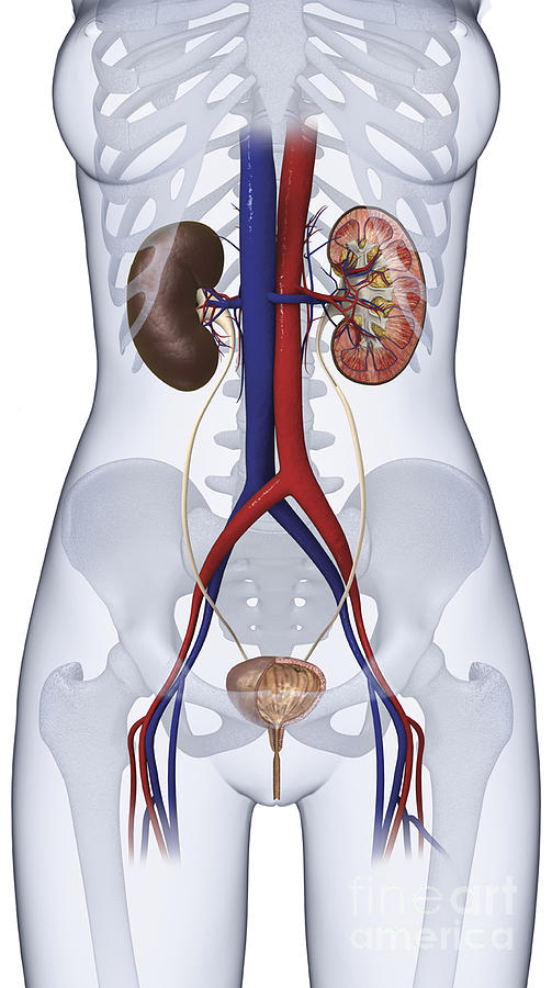 Urinary System, Illustration Photograph by Dorling Kindersley