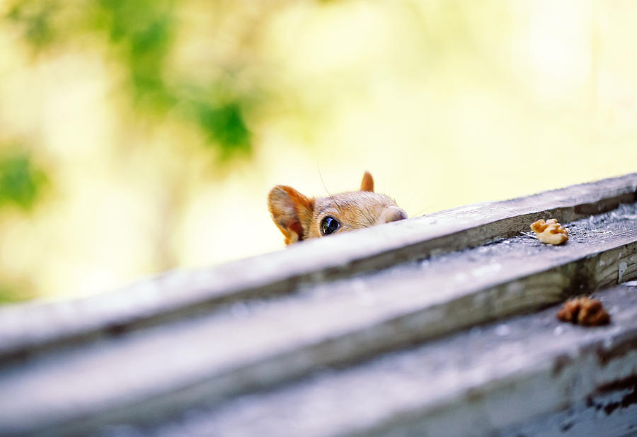 Сurious Squirrel looks for to eat nuts Photograph by Oxygen