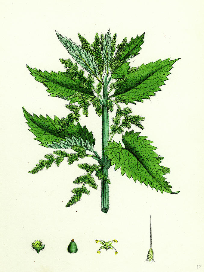 Urtica Dioica Common Nettle Drawing by English School Fine Art America