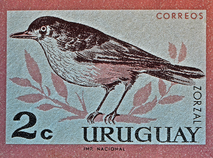 Bird Photograph - Uruguay Bird Stamp - Circa 1962 by Bill Owen