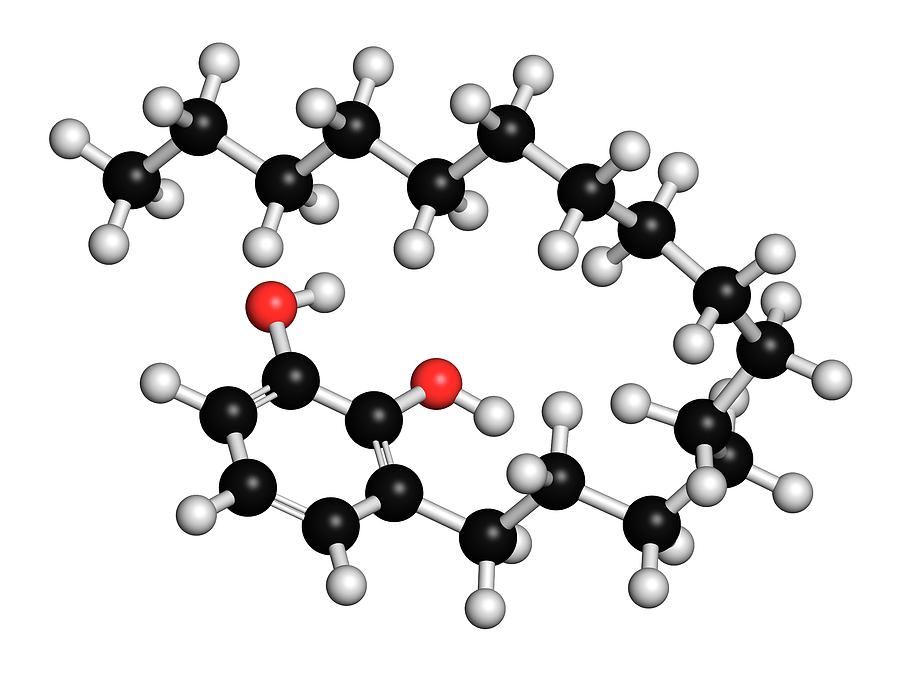 Urushiol Allergen Molecule Photograph by Molekuul/science Photo Library ...