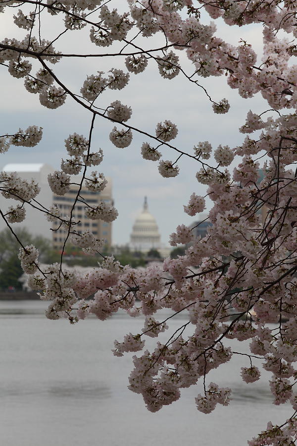 Flower Photograph - US Capitol - Cherry Blossoms - Washington DC - 01132 by DC Photographer
